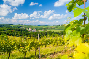 the small village of Miklavz pri Ormozu in the wine growing region of Jeruzalem, Municipality of Ormoz, Slovenian Styria, Slovenia the small village of Miklavz pri Ormozu in the wine growing region of Jeruzalem, Municipality of Ormoz, Slovenian Styria, Slovenia